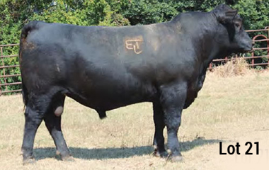 Lot 21 - TJB 914U MASTER PLAN 531C ET